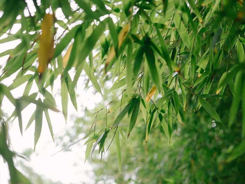 杭州为何是养生疗愈之城